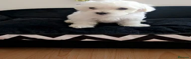 Maltese 6