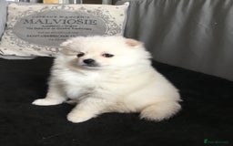 Pomeranian dogs for sale: Pure Pomeranian Puppies - Image 16