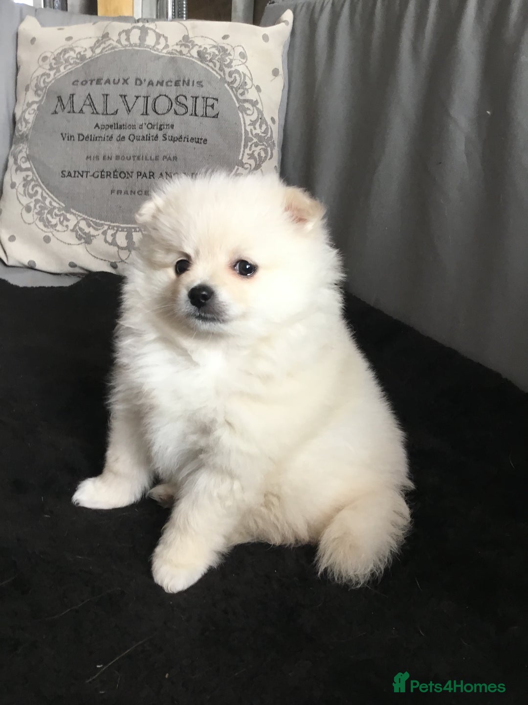 Pomeranian dogs for sale: Pure Pomeranian Puppies - Image 16