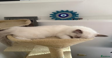 Ragdoll cats - Advert 6