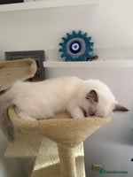 Ragdoll cats - Advert 6