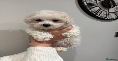 Maltipoo dogs - Advert 1