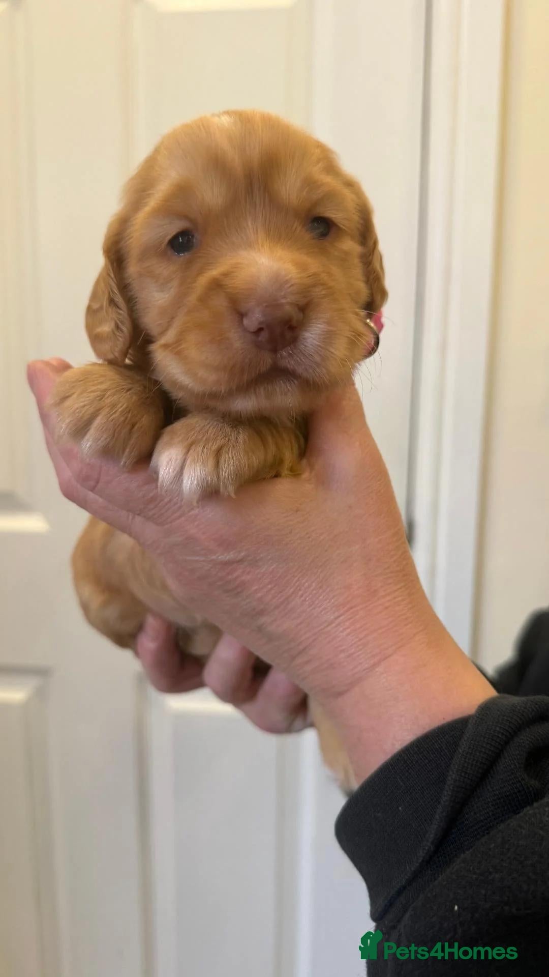Cocker Spaniel dogs Last Female Working Cocker - Golden blonde  - Advert 1