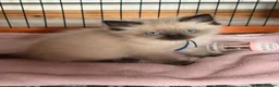 Ragdoll cats for sale: Gccf Luxury Seal Lynx Point Ragdoll Kittens  - Advert 1