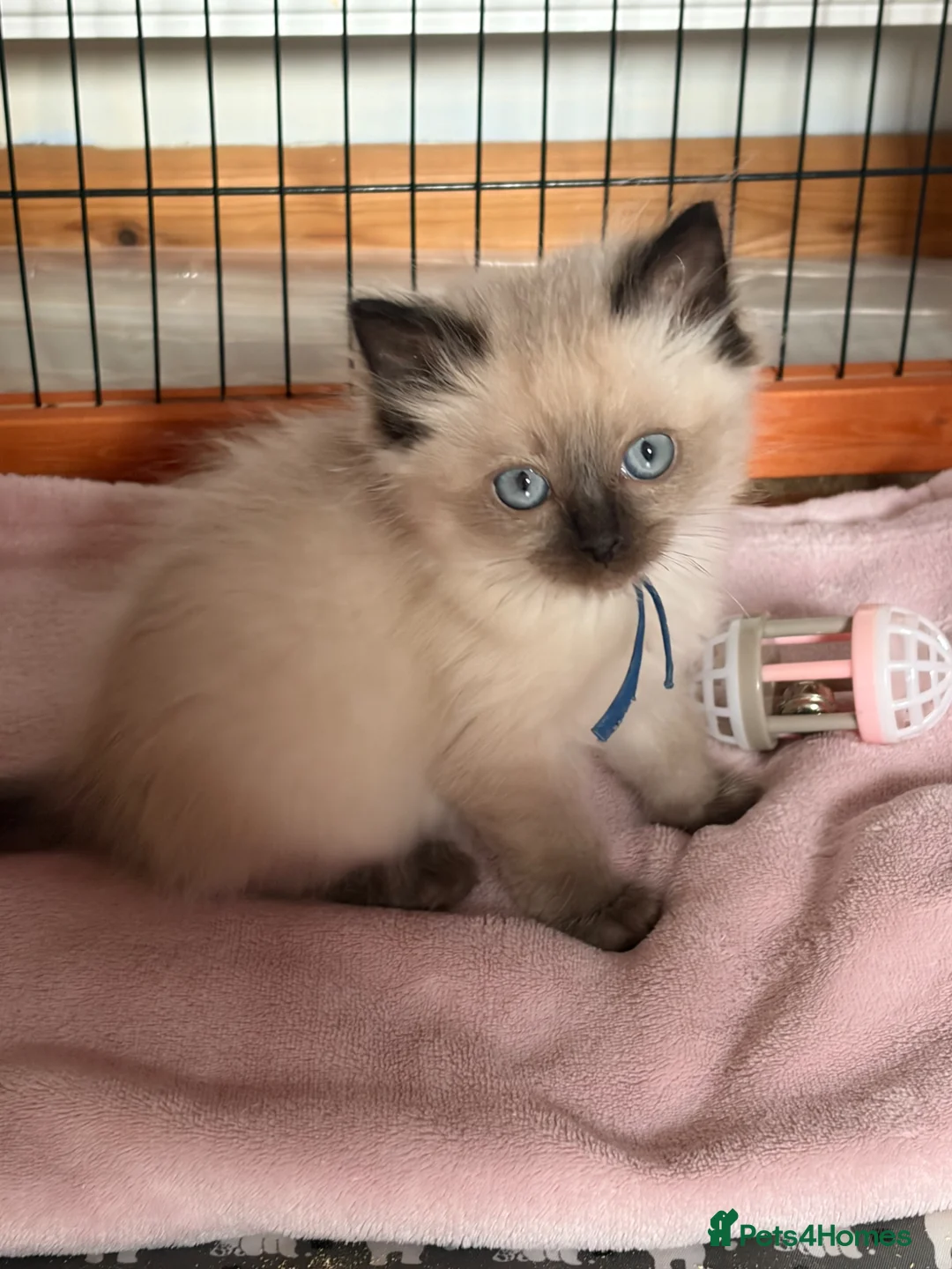 Ragdoll cats for sale: Gccf Luxury Seal Lynx Point Ragdoll Kittens  - Advert 1