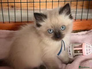 Ragdoll cats Gccf Luxury Seal Lynx Point Ragdoll Kittens - Advert 3