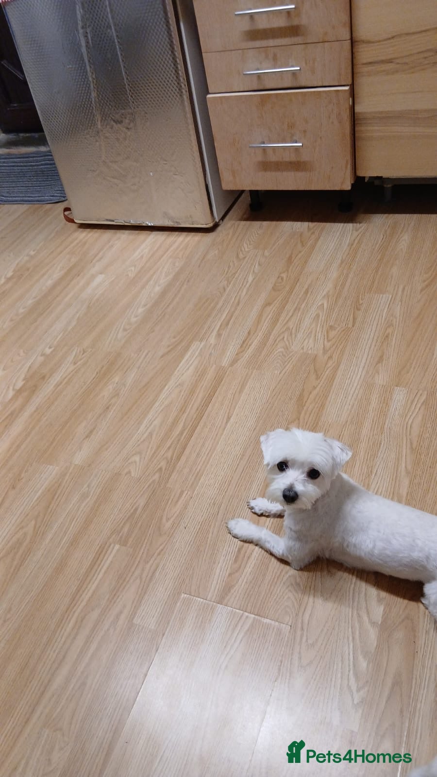 Bichon Frise dogs Rossie - Advert 5