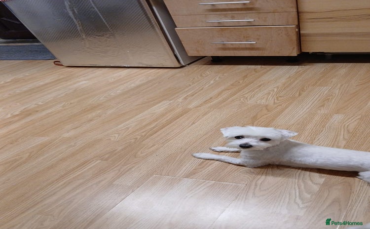 Bichon Frise dogs Rossie - Advert 10