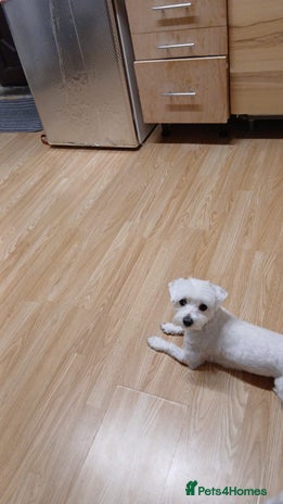 Bichon Frise dogs Rossie - Advert 1