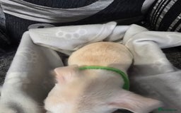 Mixed Breed dogs for sale: Puppy chugs 4 boys  - Image 11