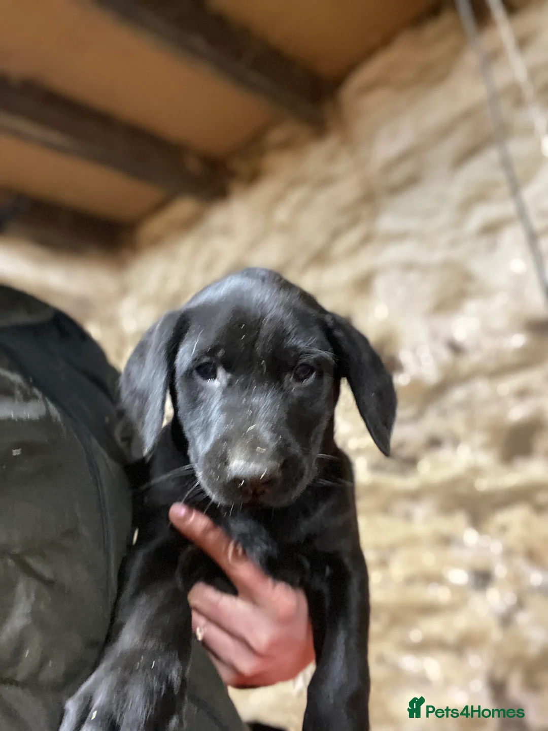 Labrador Retriever dogs for sale: Lab puppies ready next week - Advert 2