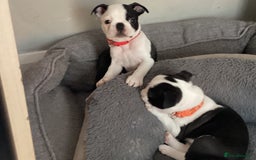 Boston Terrier dogs for sale: 9 BEAUTIFUL BOSTON TERRIER PUPPIES (4 GIRLS LEFT) - Image 10
