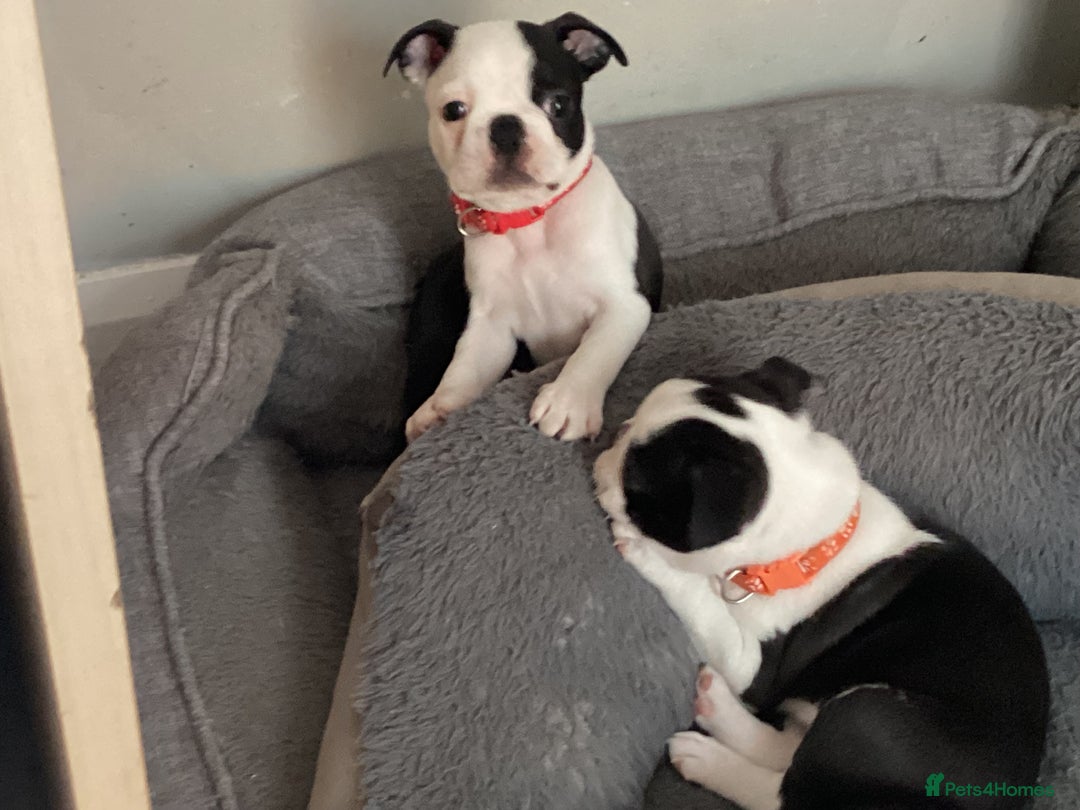 Boston Terrier dogs for sale: 9 BEAUTIFUL BOSTON TERRIER PUPPIES (4 GIRLS LEFT) - Image 10