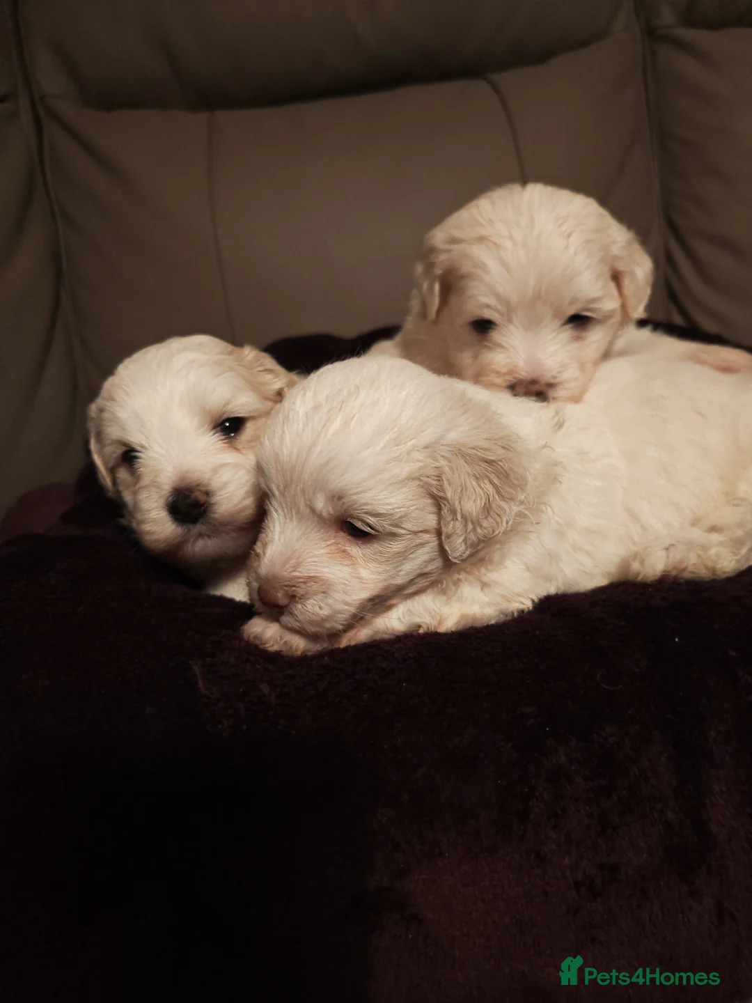 Mixed Breed dogs for sale: Maltipoo x Coton de Tulear Puppies – 5 Males - Advert 36