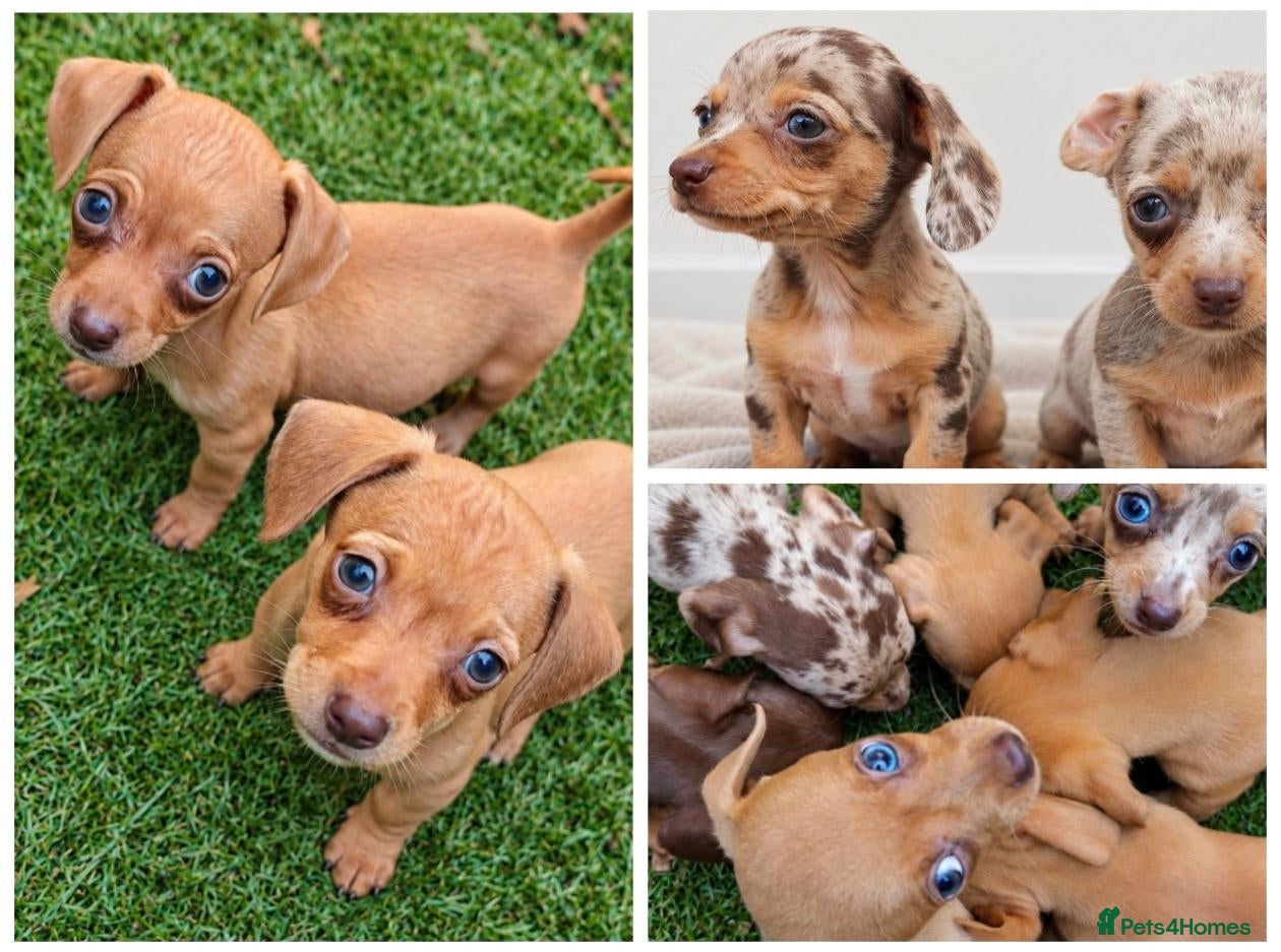 Chihuahua dogs Chiweenies *Stunning Tiny*  – Cosmo × Jimmy Choo - Advert 10