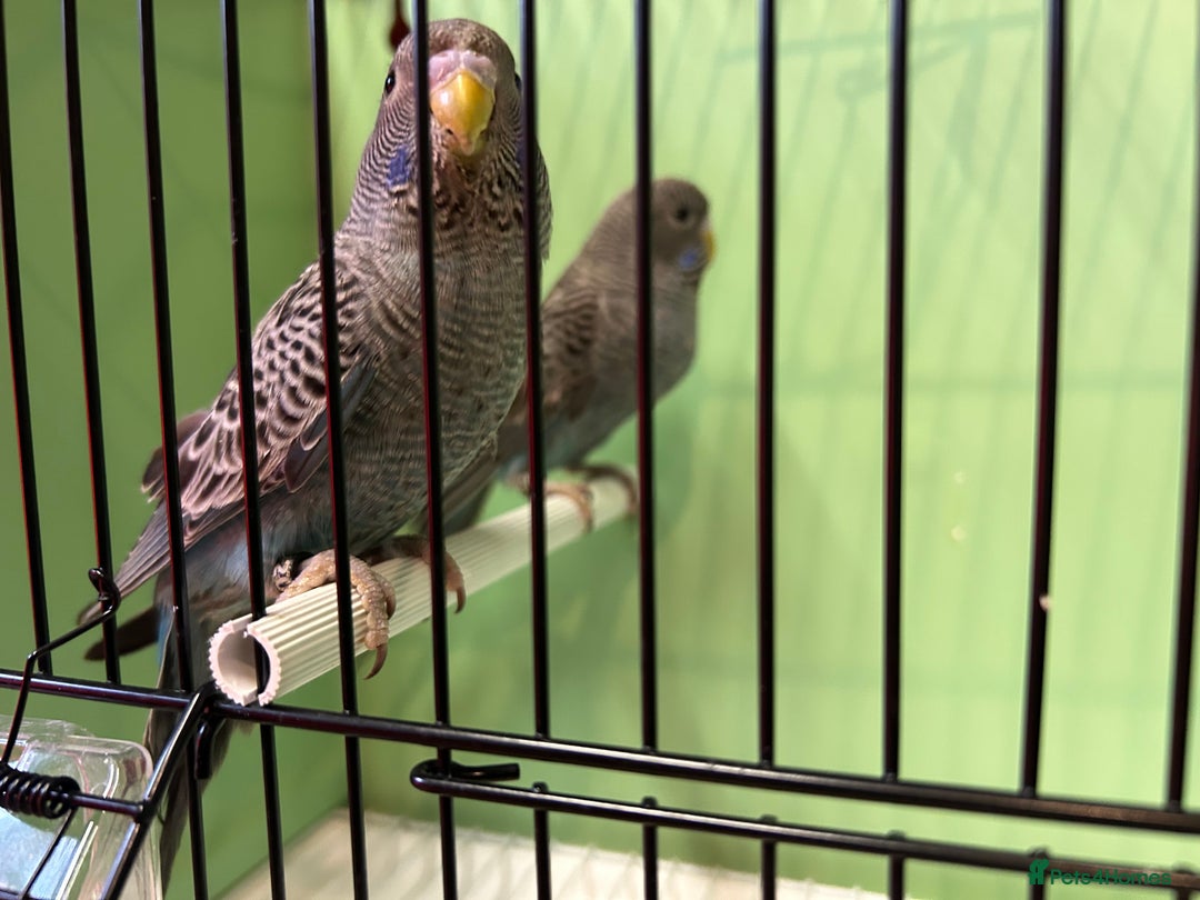 Budgerigars birds for sale: Black face and black wing pairs for sale - Advert 1