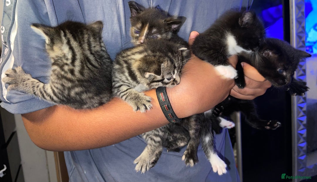 British Longhair cats for sale: 5 Adorable Kittens. Playful & Cute - Image 2