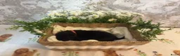 Labrador Retriever dogs for sale: 🖤 KC REGISTERED BLACK LABRADOR PUPPIES 🖤 - Advert 6