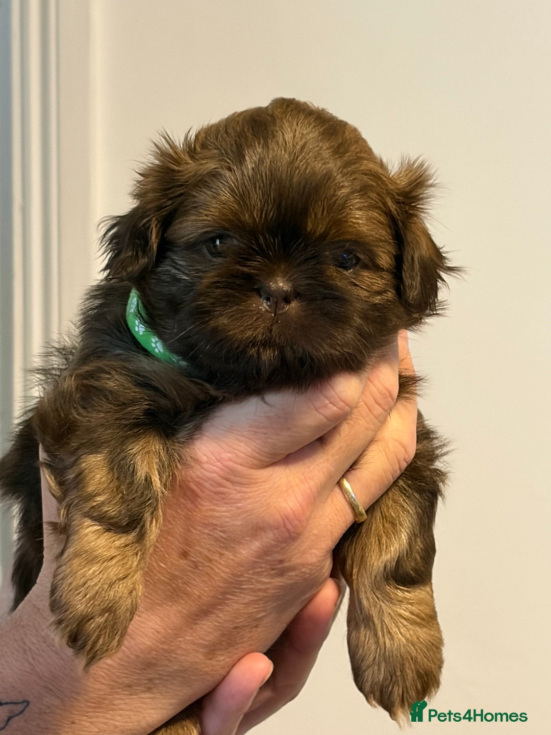 Shih Tzu dogs for sale: Imperial Shih Tzu  - Advert 1