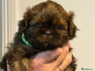 Shih Tzu dogs Imperial Shih Tzu - Advert 1