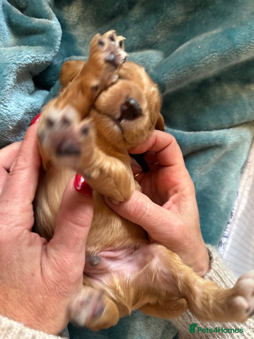 Mixed Breed dogs for sale: Australian Labradoodle puppies - Image 7