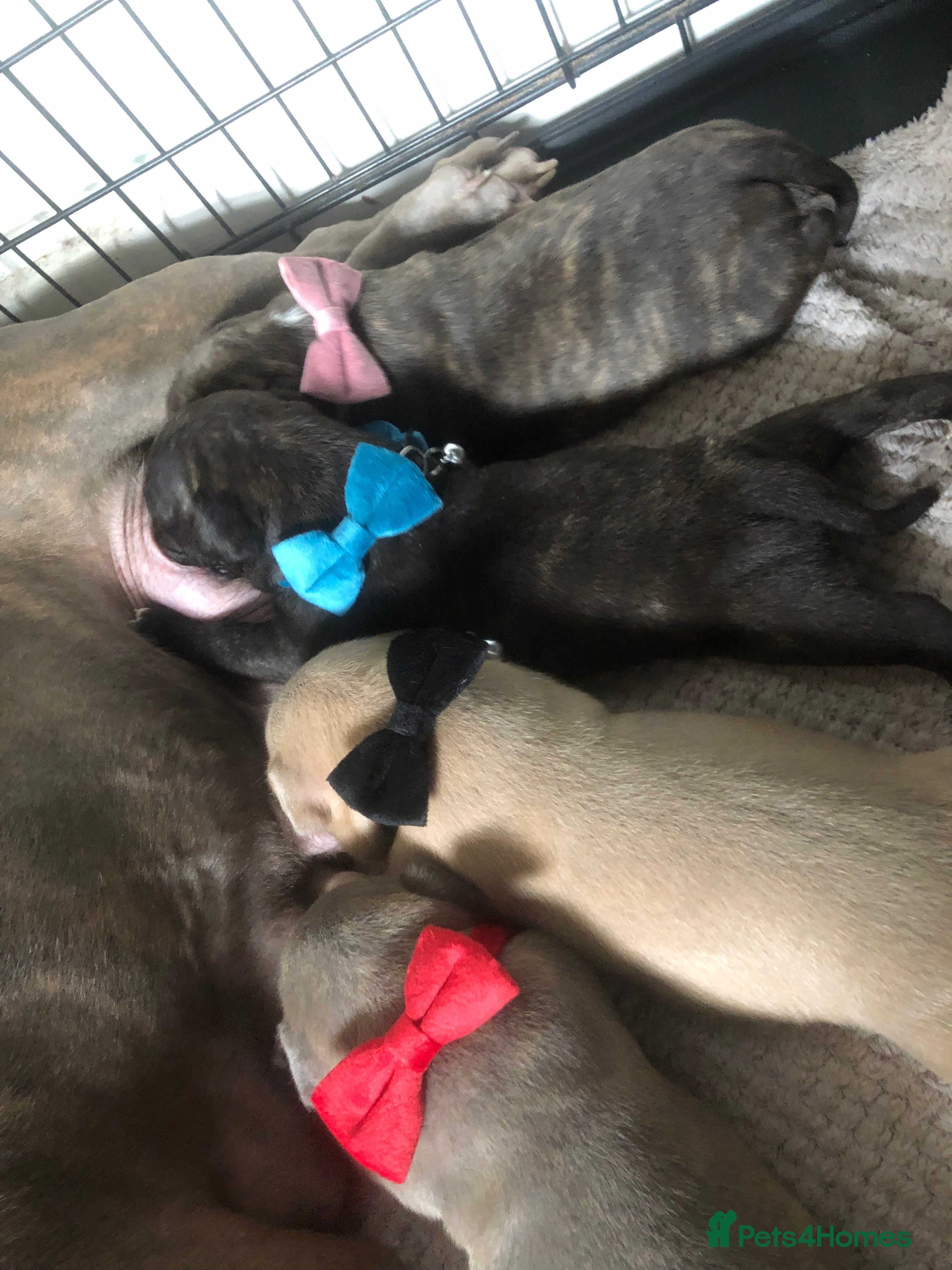 Mixed Breed dogs StaffiesXpocket bully’s 1 GIRL LEFT! - Advert 22