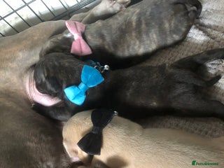 Mixed Breed dogs - Advert 19