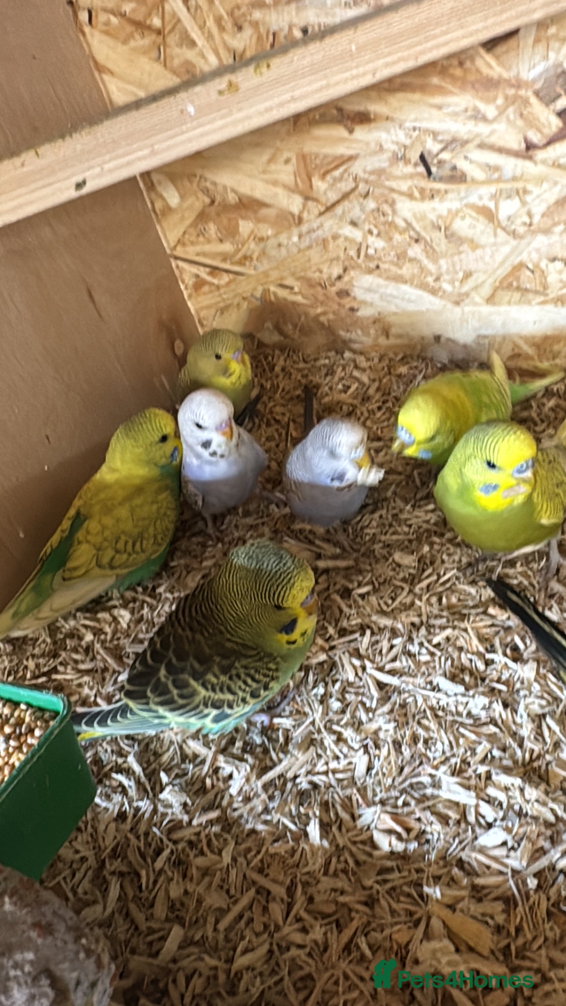 Budgerigars birds Budgies Ready To Go Now ✅  - Advert 1