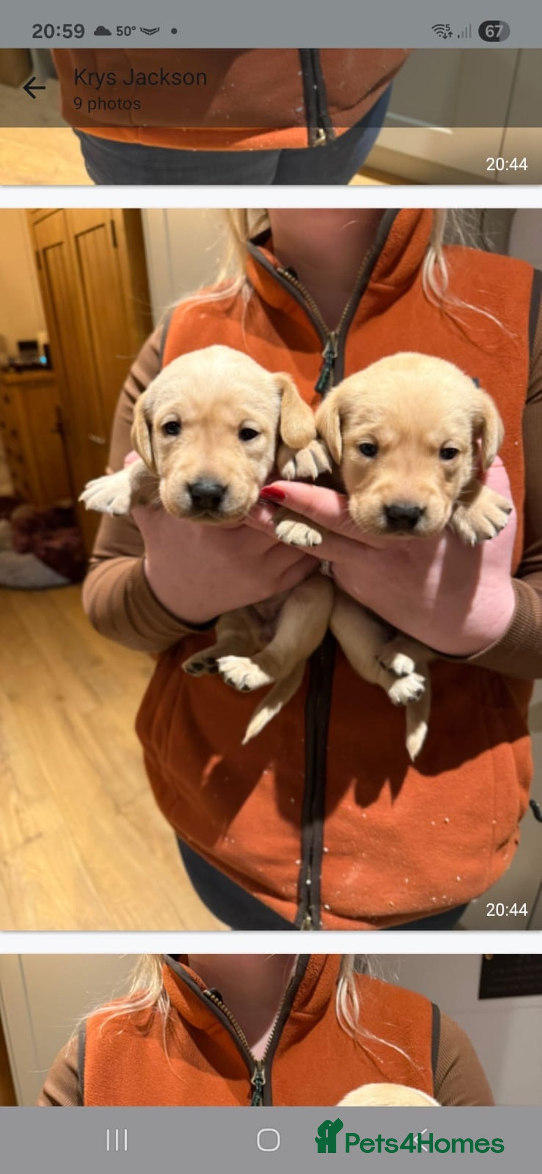 Labrador Retriever dogs for sale: Kc Labrador pups  - Advert 2