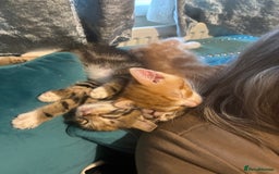 Domestic Shorthair cats for sale: Beautiful tabby kittens available - Advert 5