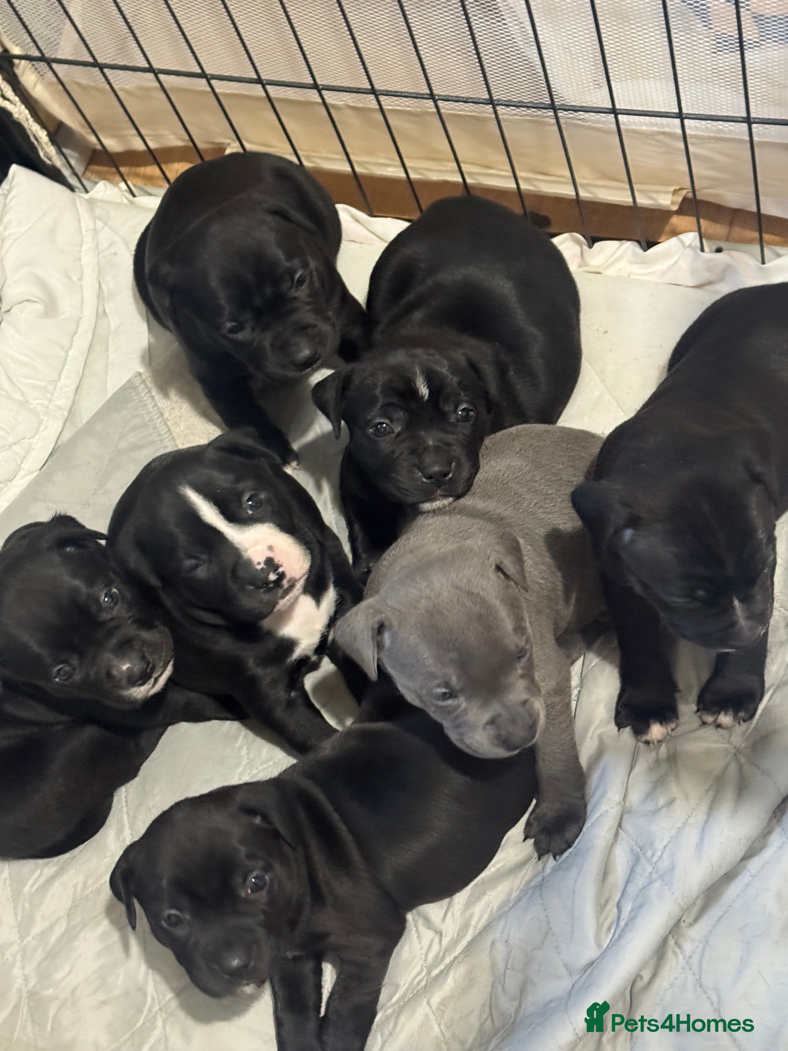 Staffordshire Bull Terrier dogs Gorgeous staffy puppies  - Advert 8