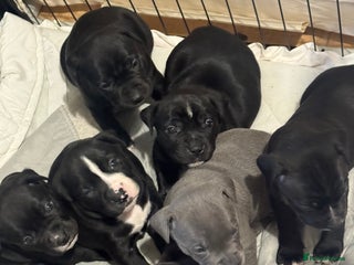 Staffordshire Bull Terrier dogs Gorgeous staffy puppies - Advert 8