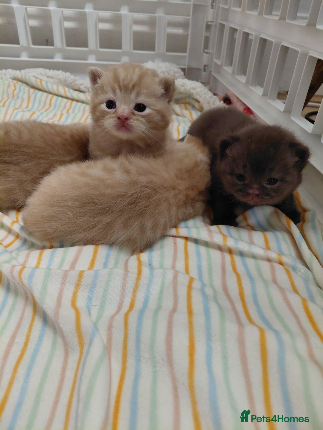 British Shorthair cats for sale: British shorthair kittens  - Advert 5