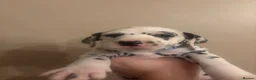 Dalmatian dogs for sale: Dalmatian puppies  in Cheadle - Advert 26