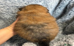 Pomeranian dogs for sale: Very adorable Pomeranian Puppies - Image 9