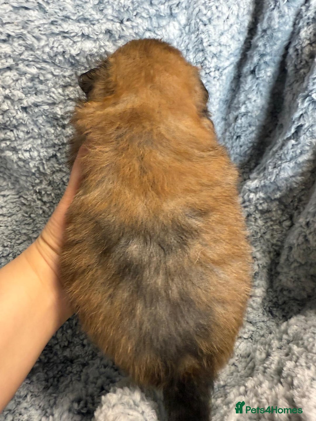 Pomeranian dogs for sale: Very adorable Pomeranian Puppies - Image 9