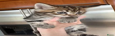 Boy 2 