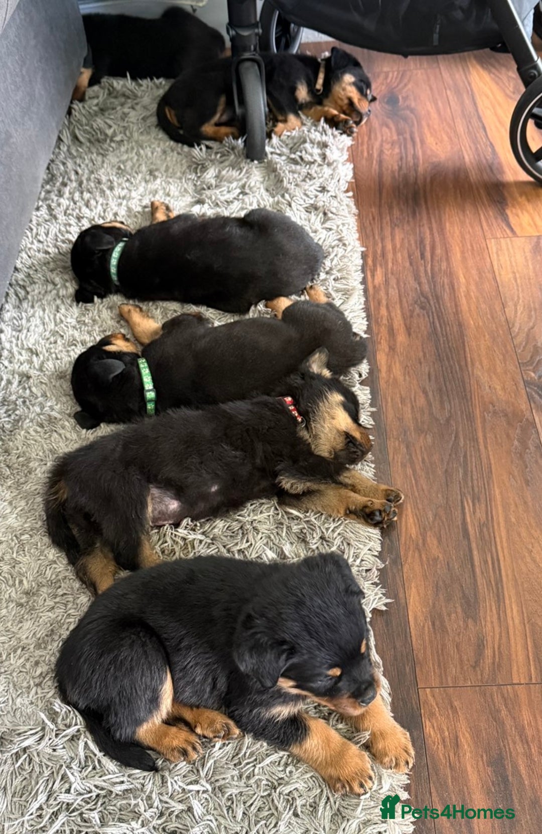 Rottweiler dogs for sale: Stunning Rottweiler puppies  - Image 34