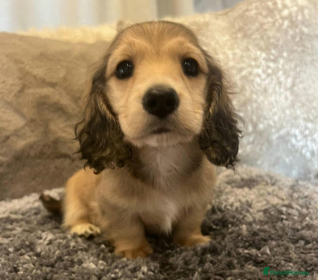 Miniature Dachshund dogs for sale: Cream Longhaired miniature dachshunds  - Advert 1