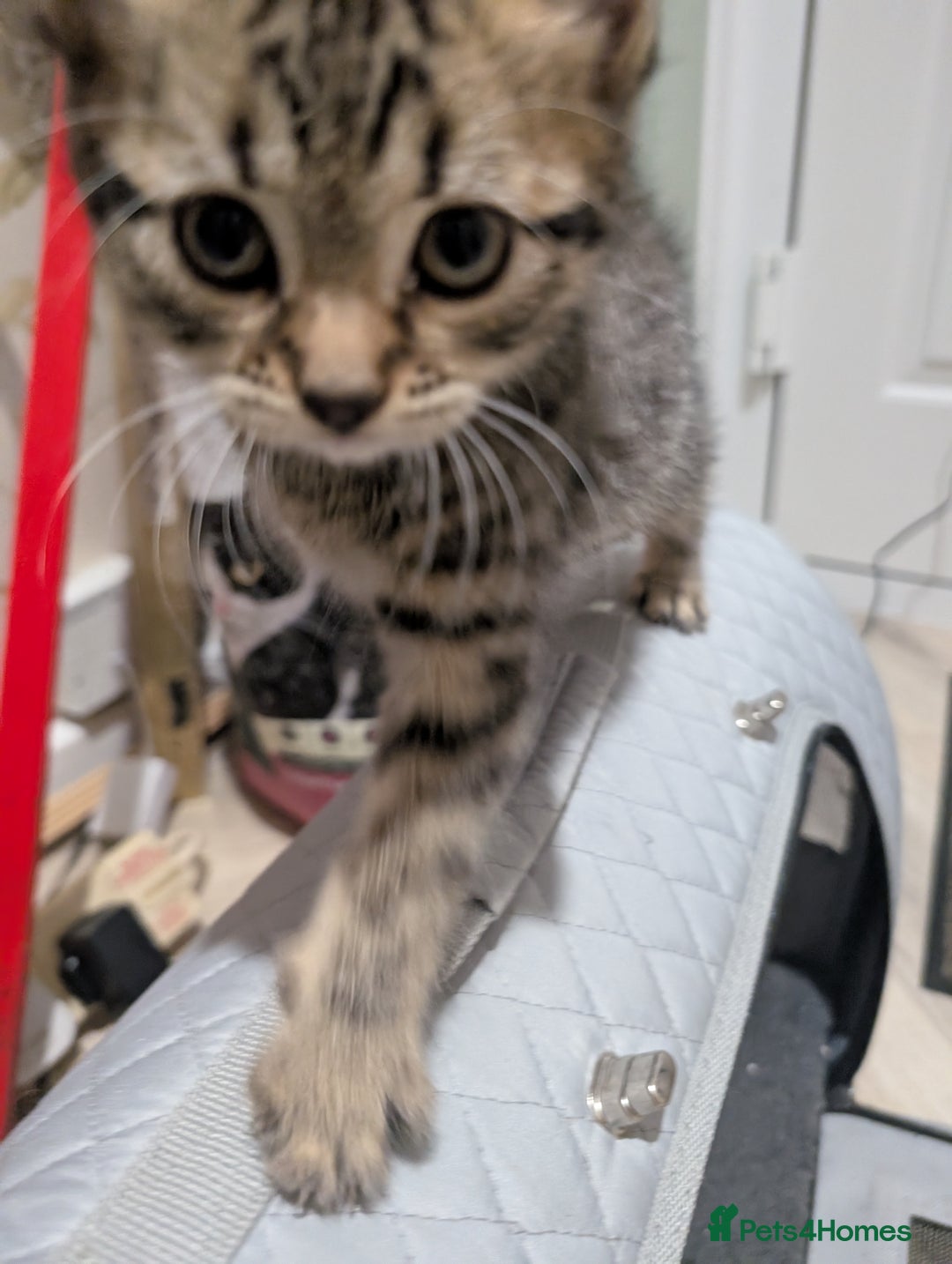 Mixed Breed cats for sale: Beautiful tabby/Calico fluffy kittens  - Advert 5