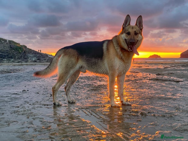 German Shepherd dogs in Dursley - Advert 1