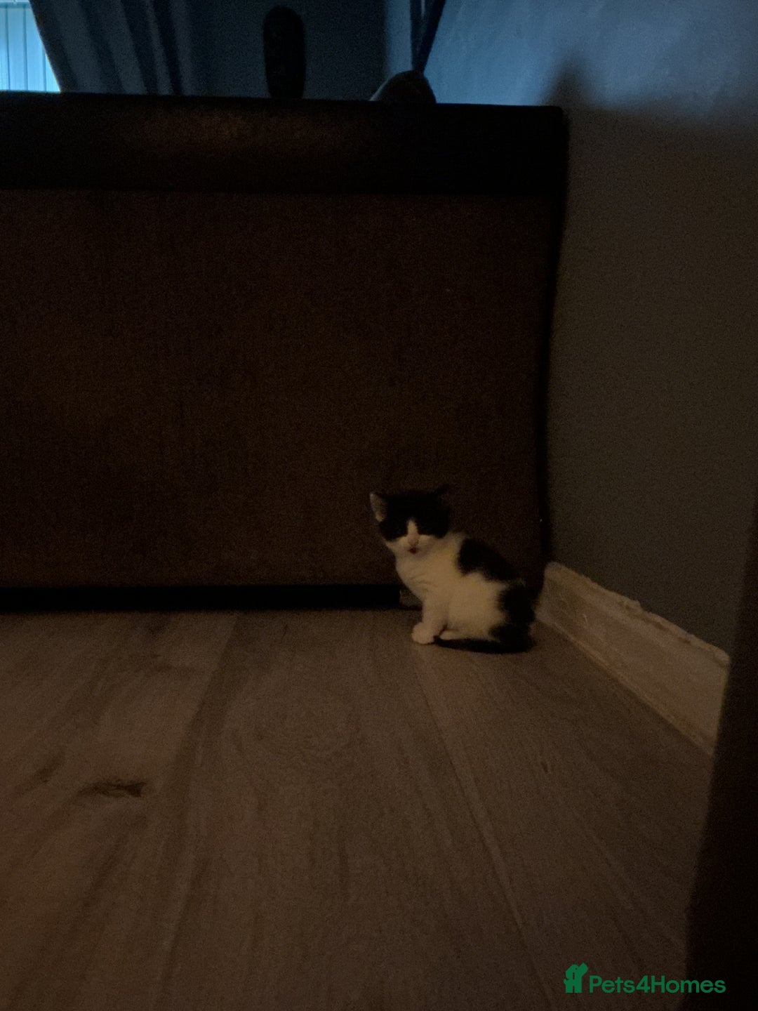 Mixed Breed cats for sale: 5 long haired kitten - Advert 3