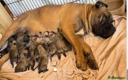 Presa Canario dogs for sale: Only 5 Star Home  - Image 4