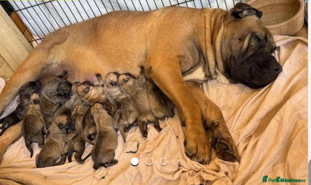 Presa Canario dogs for sale: Only 5 Star Home  - Image 4