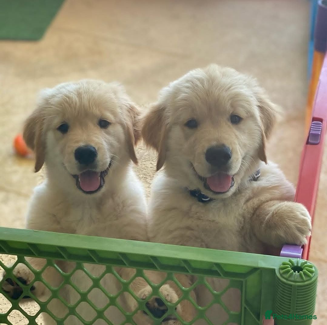 Golden Retriever dogs Golden retriever puppies  - Advert 1