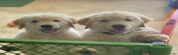 Golden Retriever dogs for sale: Golden retriever puppies  in Bognor Regis - Advert 1