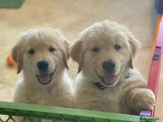 Golden Retriever dogs Golden retriever puppies - Advert 1