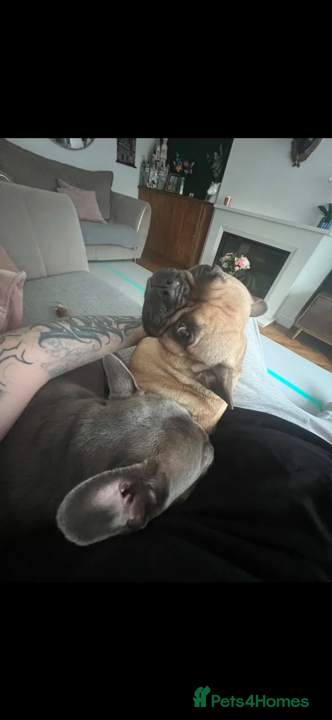 French Bulldog dogs for sale: 6 year old female frenchie  - Advert 15