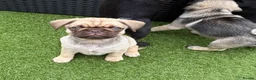 Pug dogs for sale: Absolutely Stunning KC registered Pug Puppies  - Advert 11
