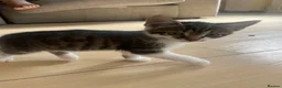 Domestic Shorthair cats for sale: 5 beautiful tabby kittens 8 weeks old  - Advert 5